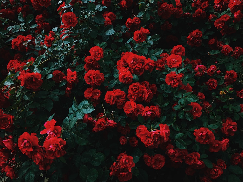 Red Rose Aesthetic Wallpapers