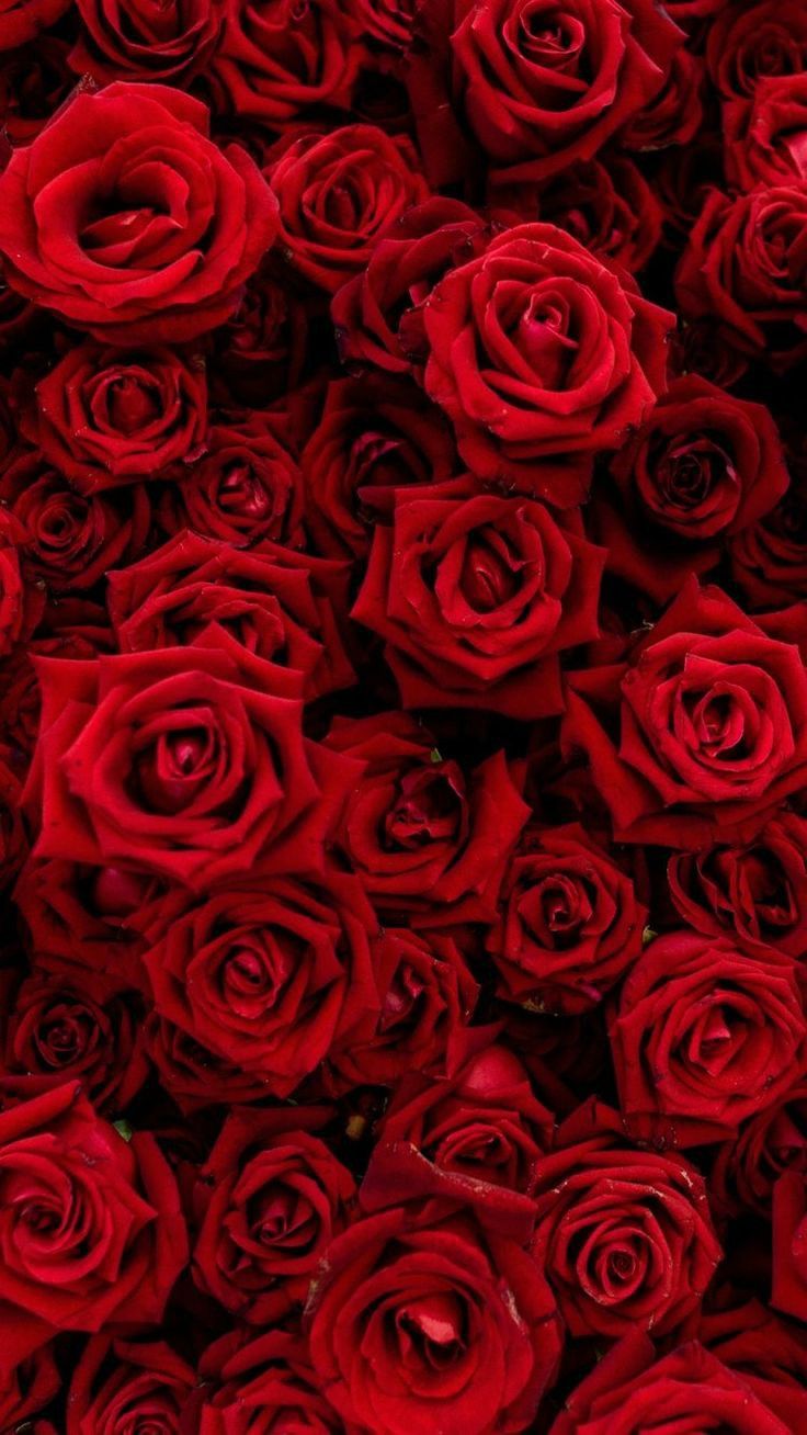 Red Rose Aesthetic Wallpapers