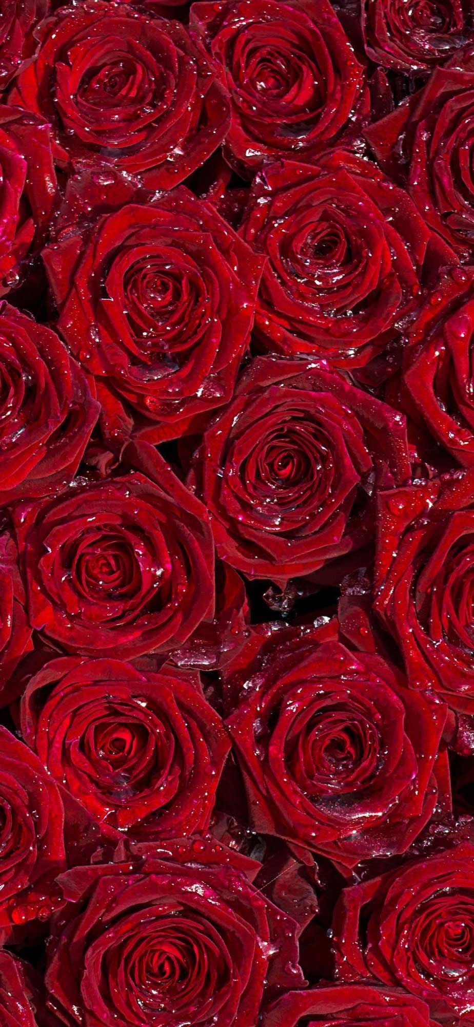 Red Rose Aesthetic Wallpapers