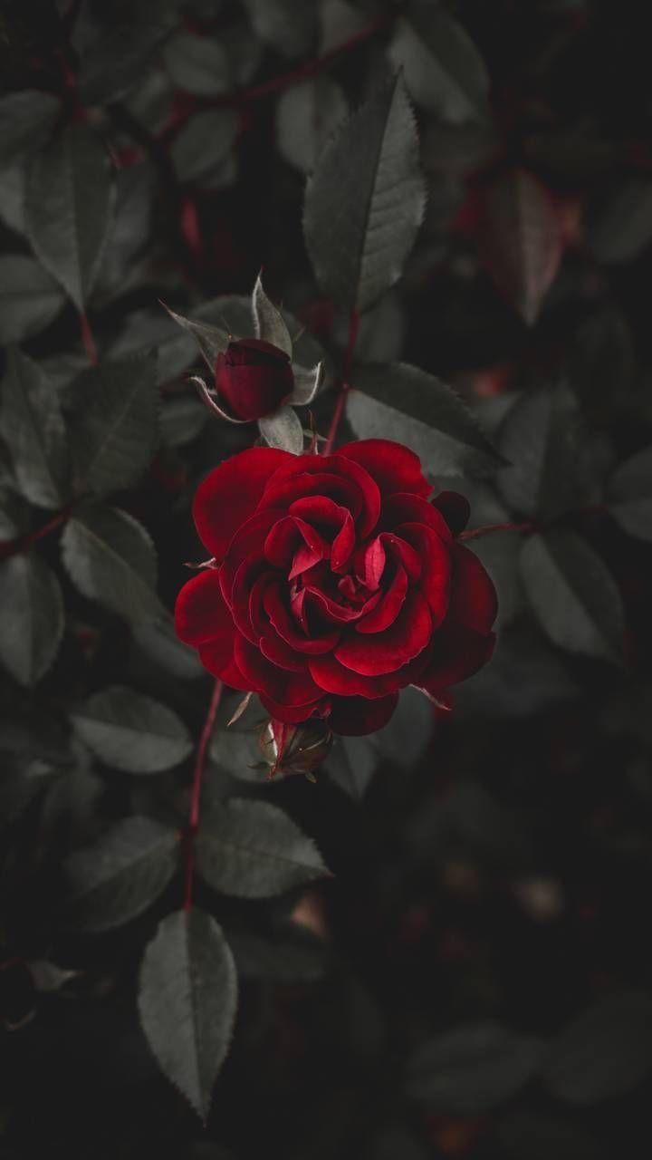 Red Rose Aesthetic Wallpapers