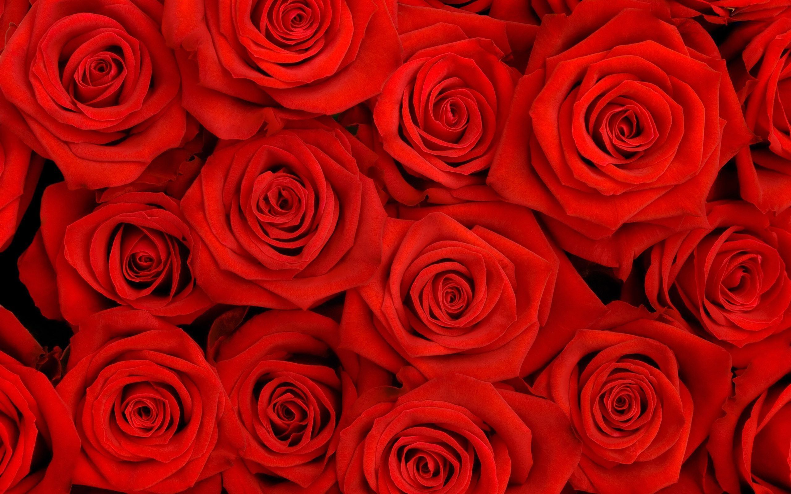 Red Rose Aesthetic Computer Wallpapers