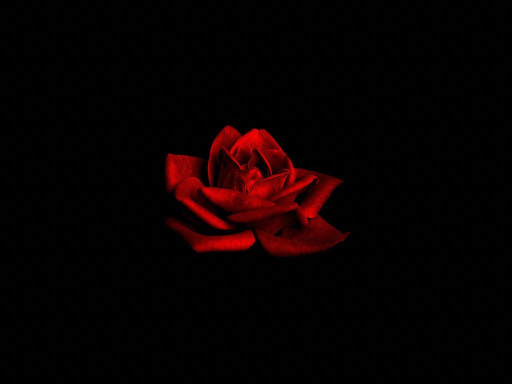 Red Rose Aesthetic Computer Wallpapers