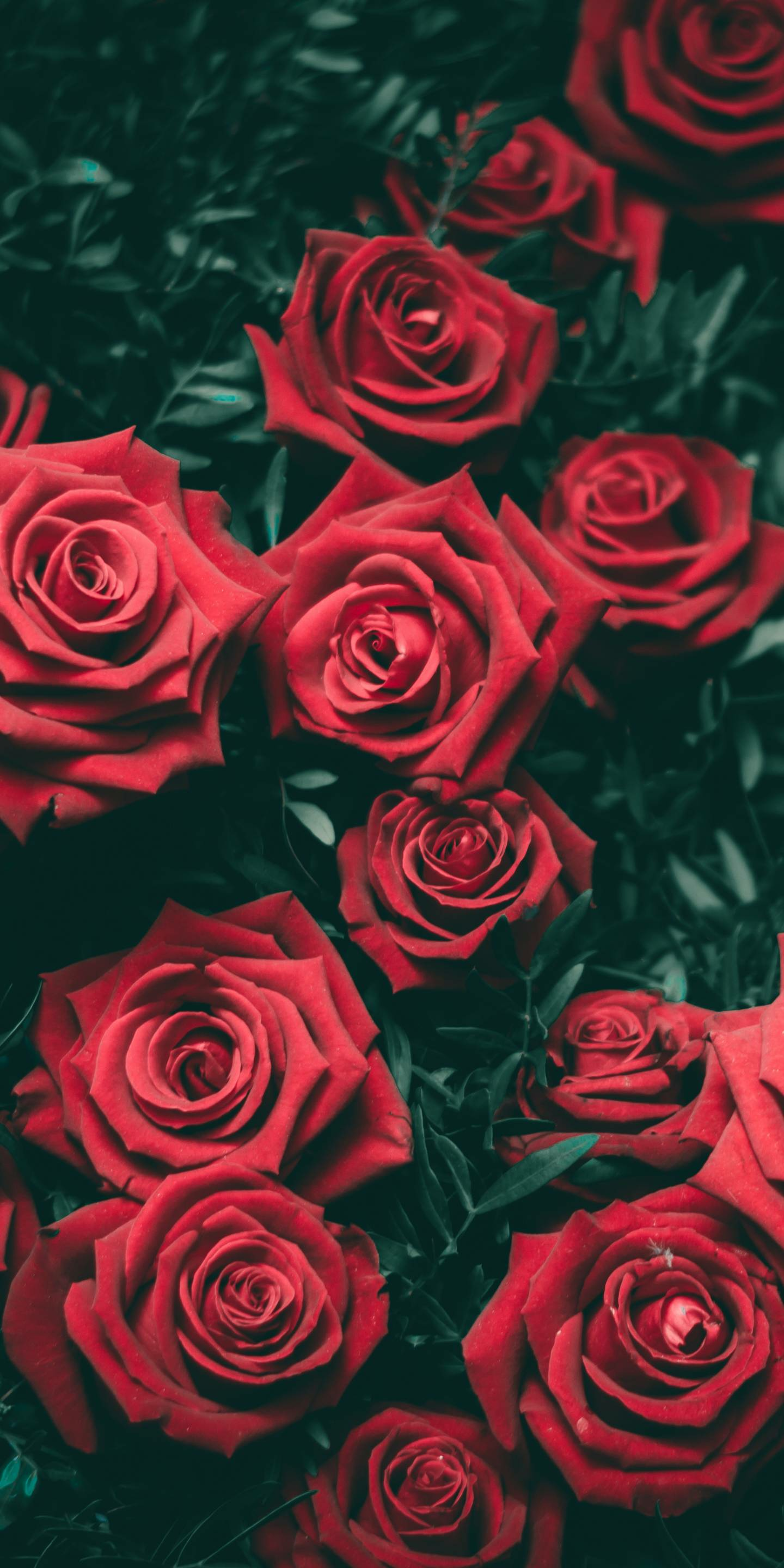 Red Rose Aesthetic Computer Wallpapers