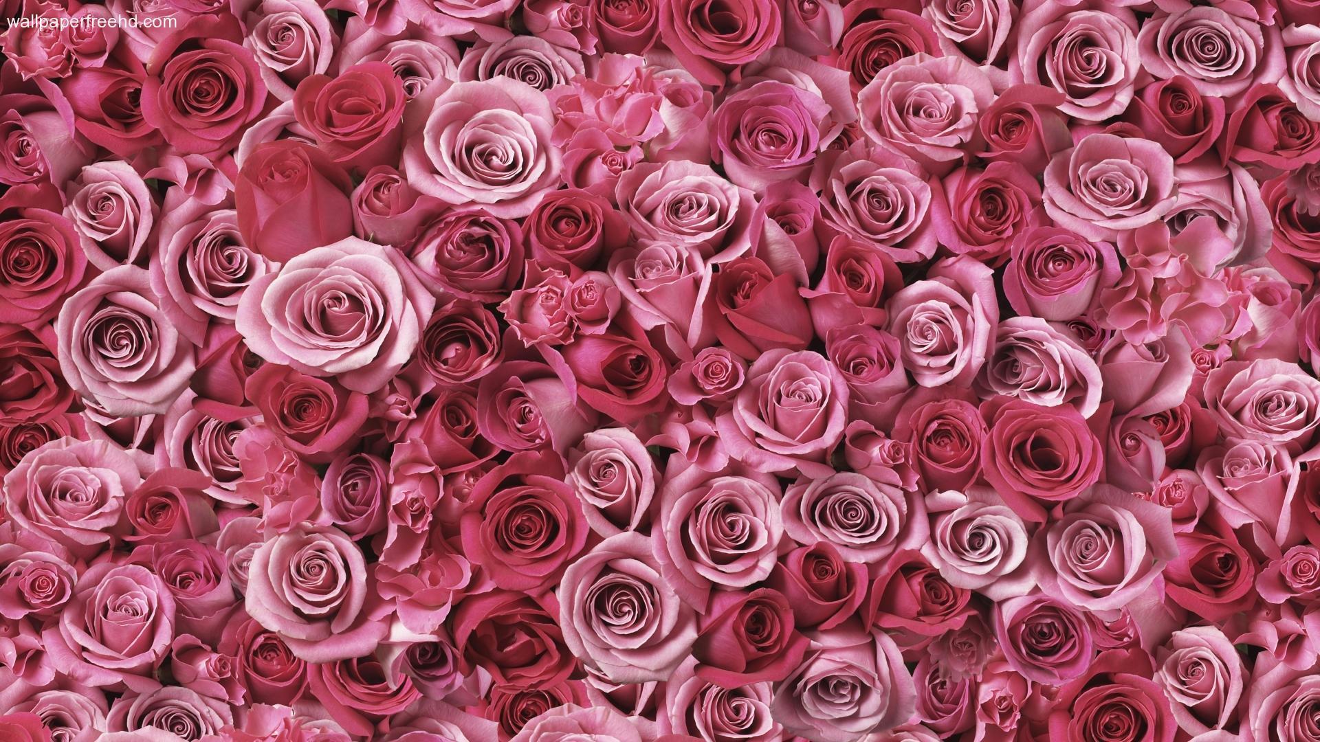 Red Rose Aesthetic Computer Wallpapers