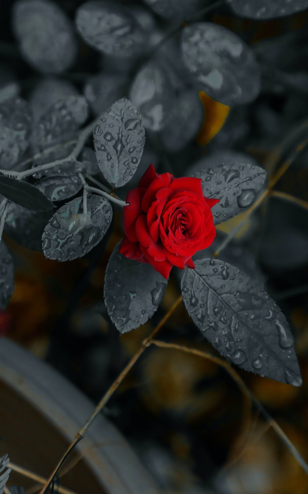 Red Rose Aesthetic Computer Wallpapers