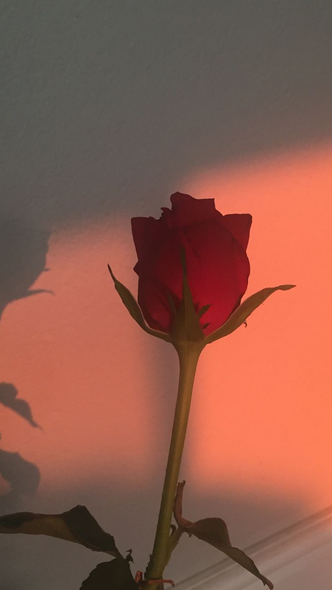 Red Rose Aesthetic Computer Wallpapers