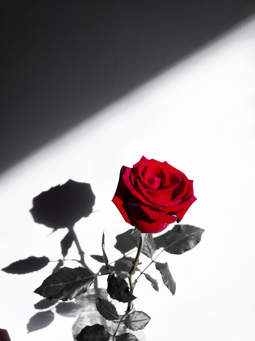 Red Rose Aesthetic Computer Wallpapers