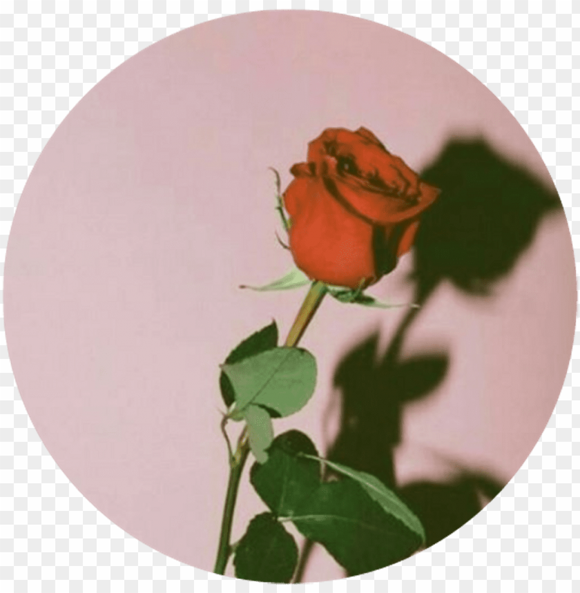 Red Rose Aesthetic Computer Wallpapers