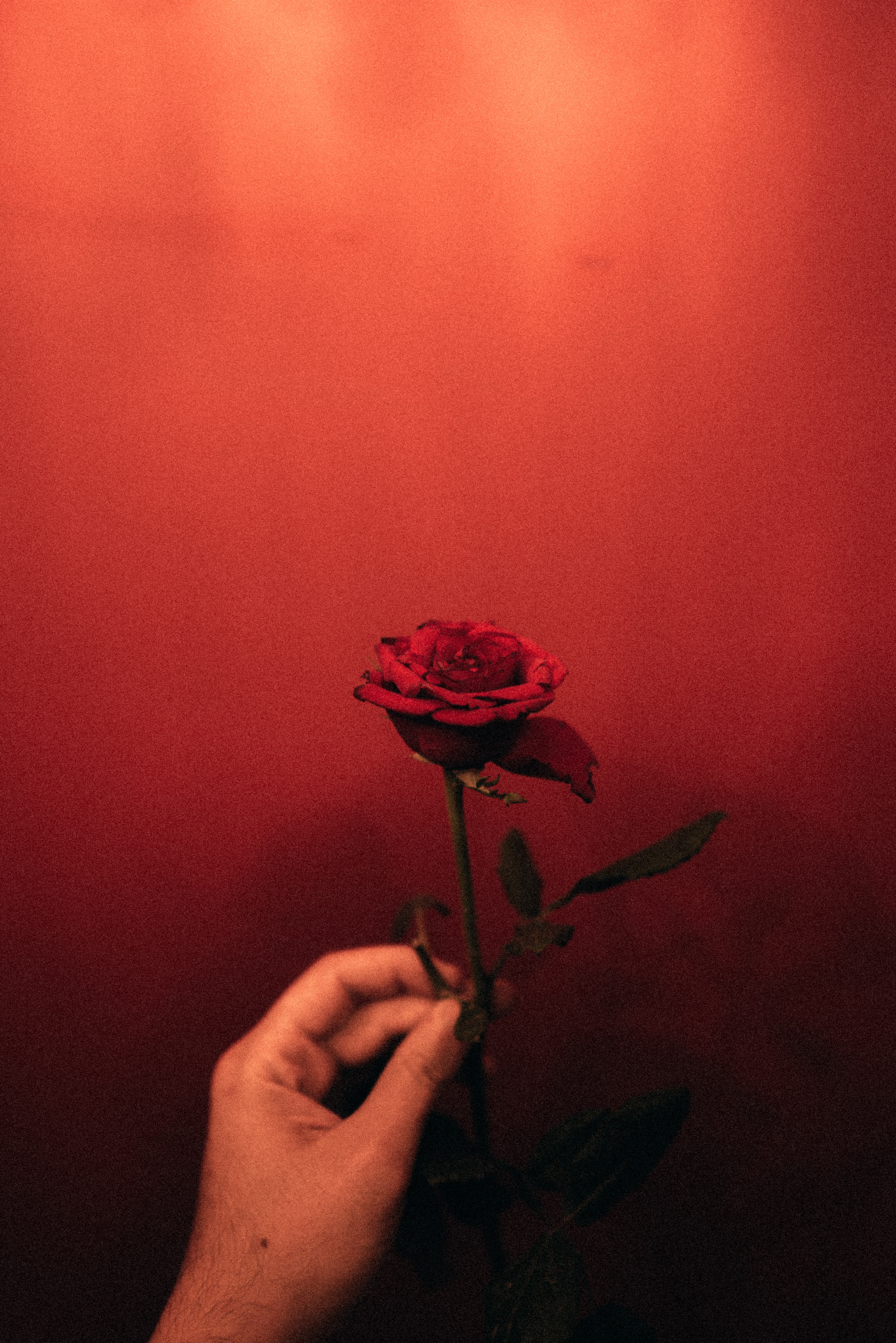 Red Rose Aesthetic Computer Wallpapers