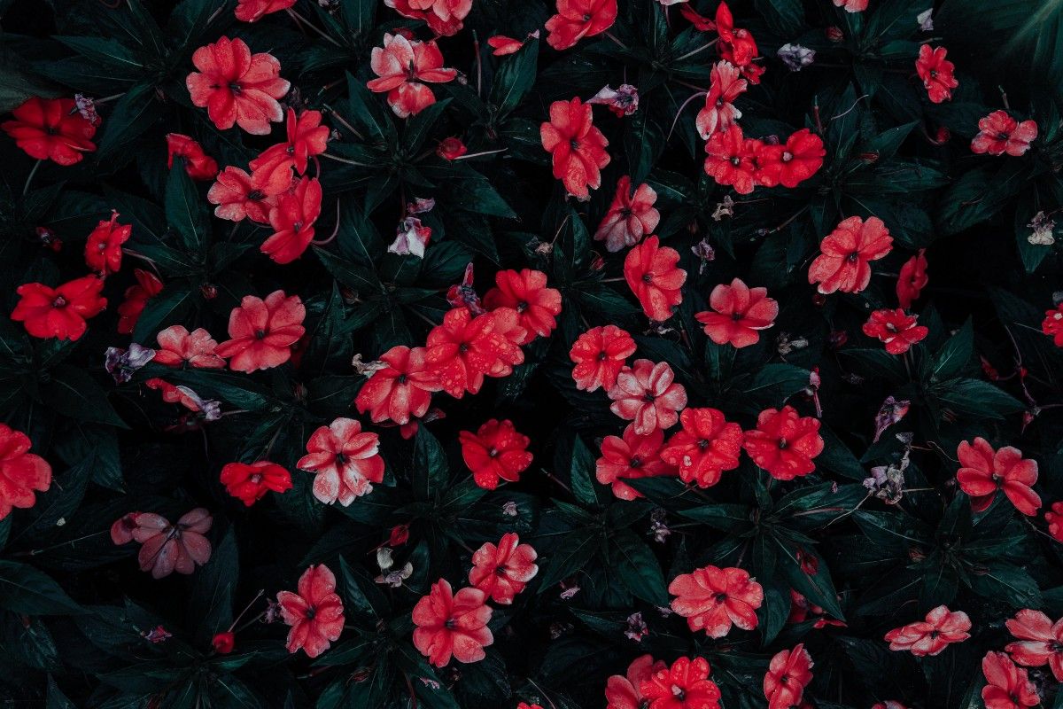 Red Rose Aesthetic Computer Wallpapers