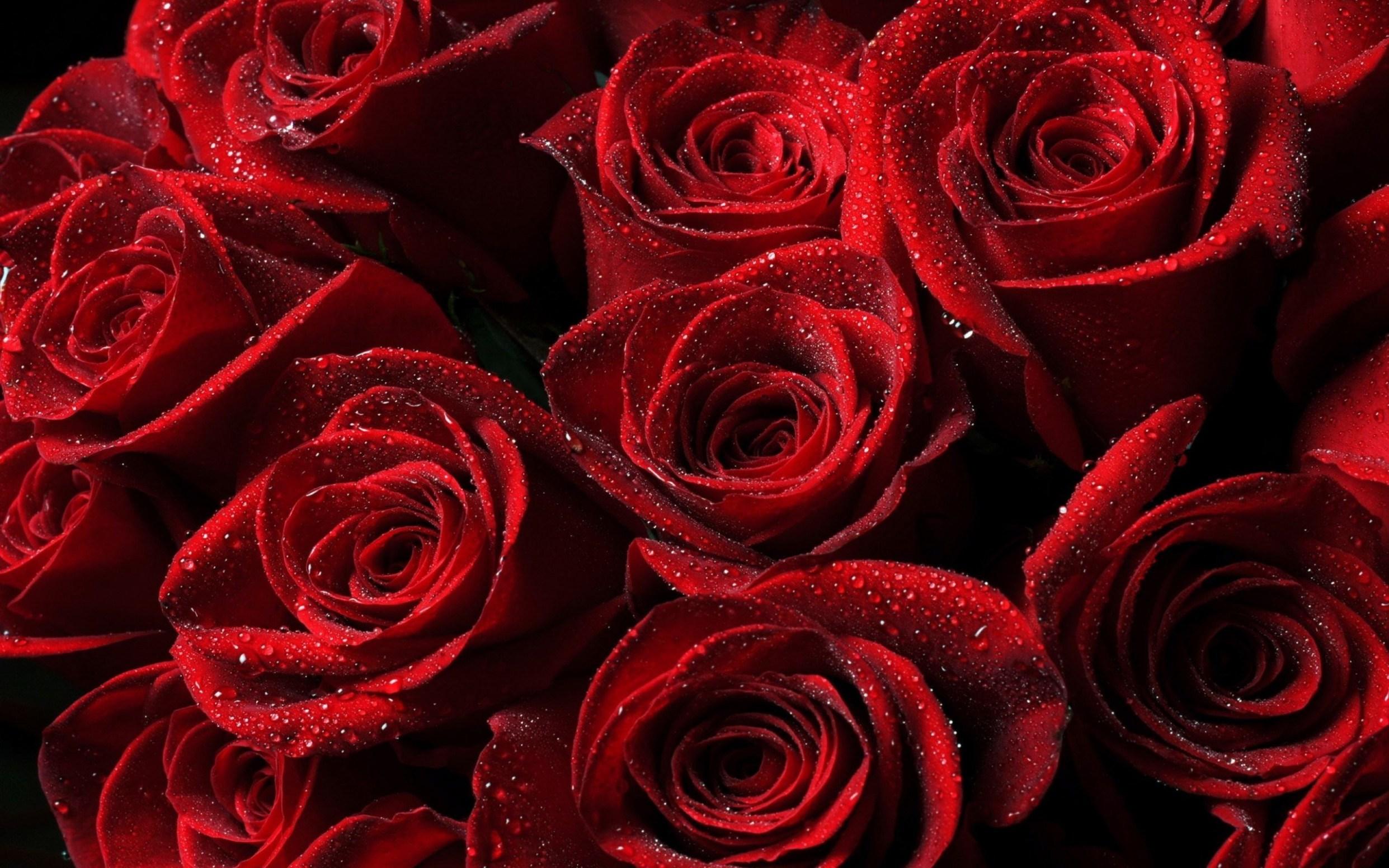 Red Rose Aesthetic Computer Wallpapers