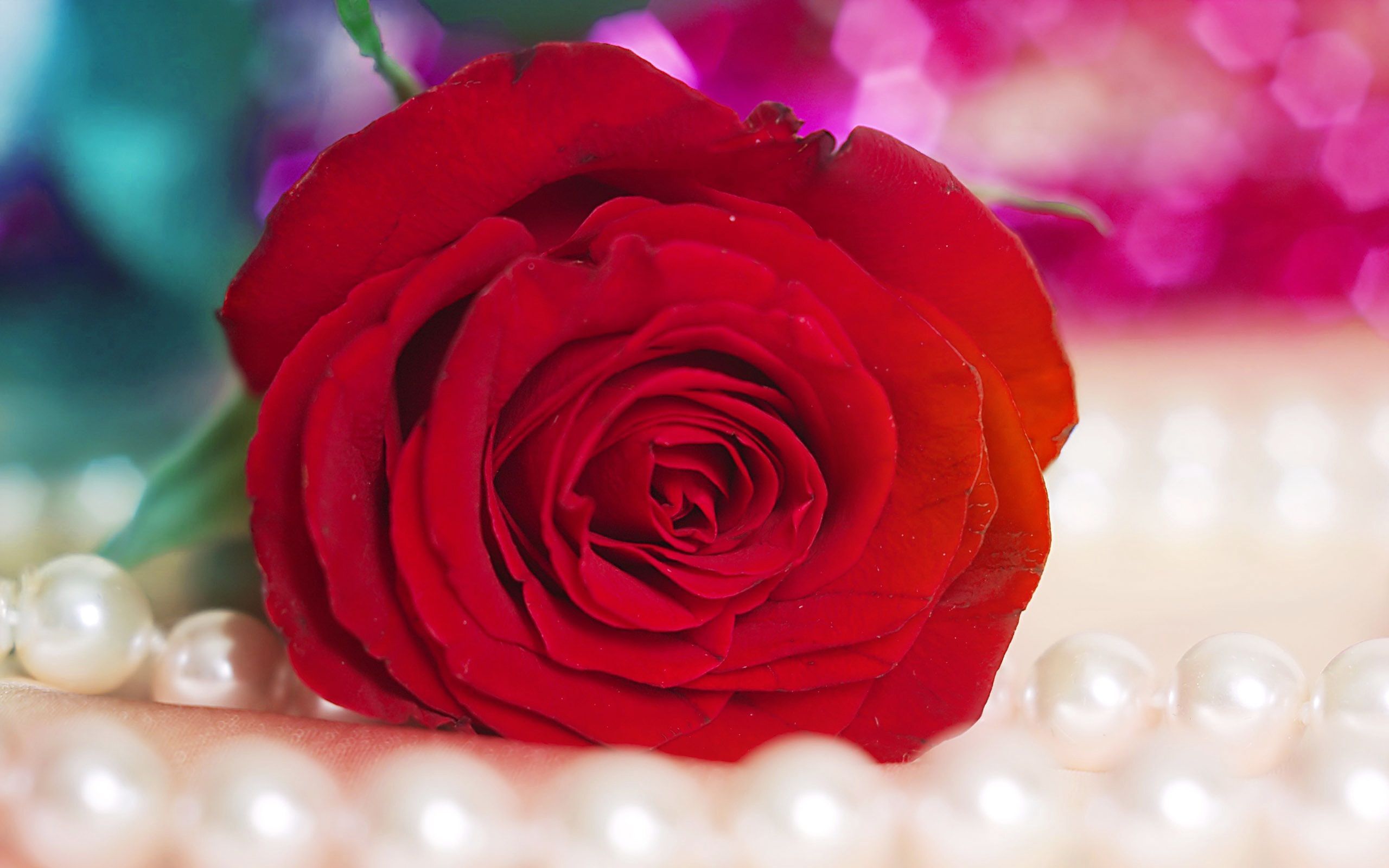 Red Rose Flower Wallpapers