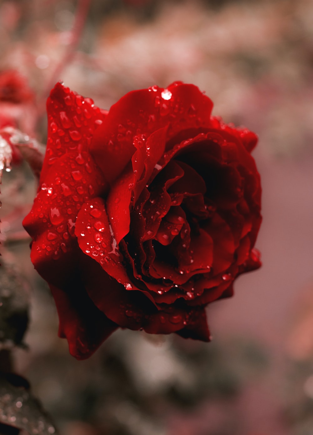 Red Rose Flower Wallpapers
