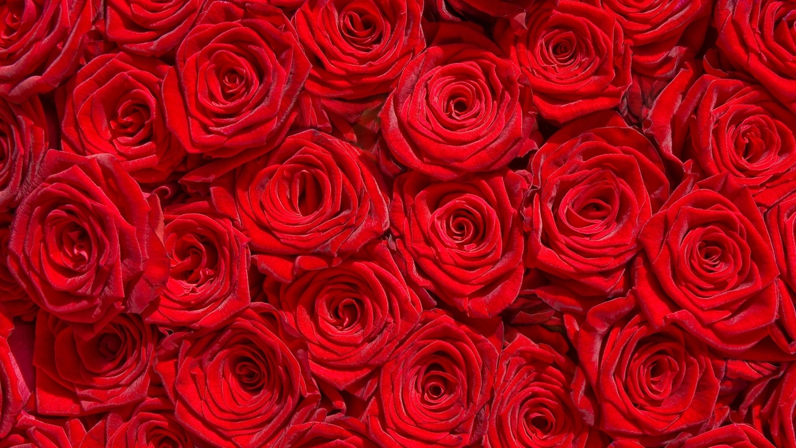 Red Rose Flower Wallpapers