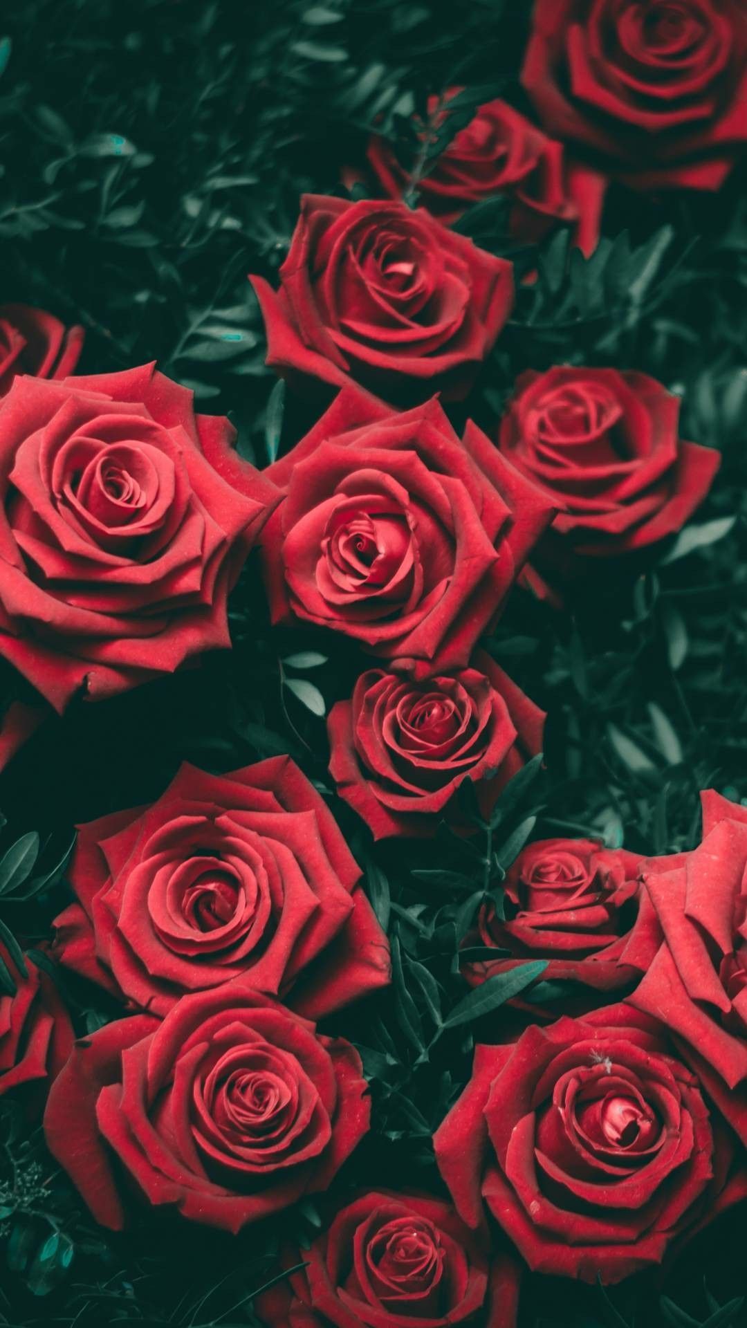 Red Rose Flower Wallpapers