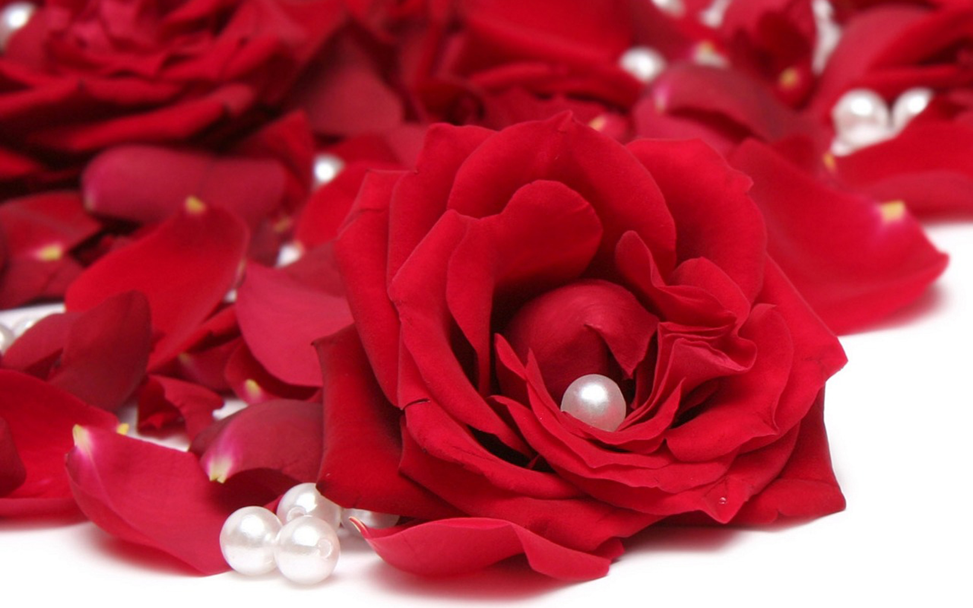 Red Rose Flower Wallpapers