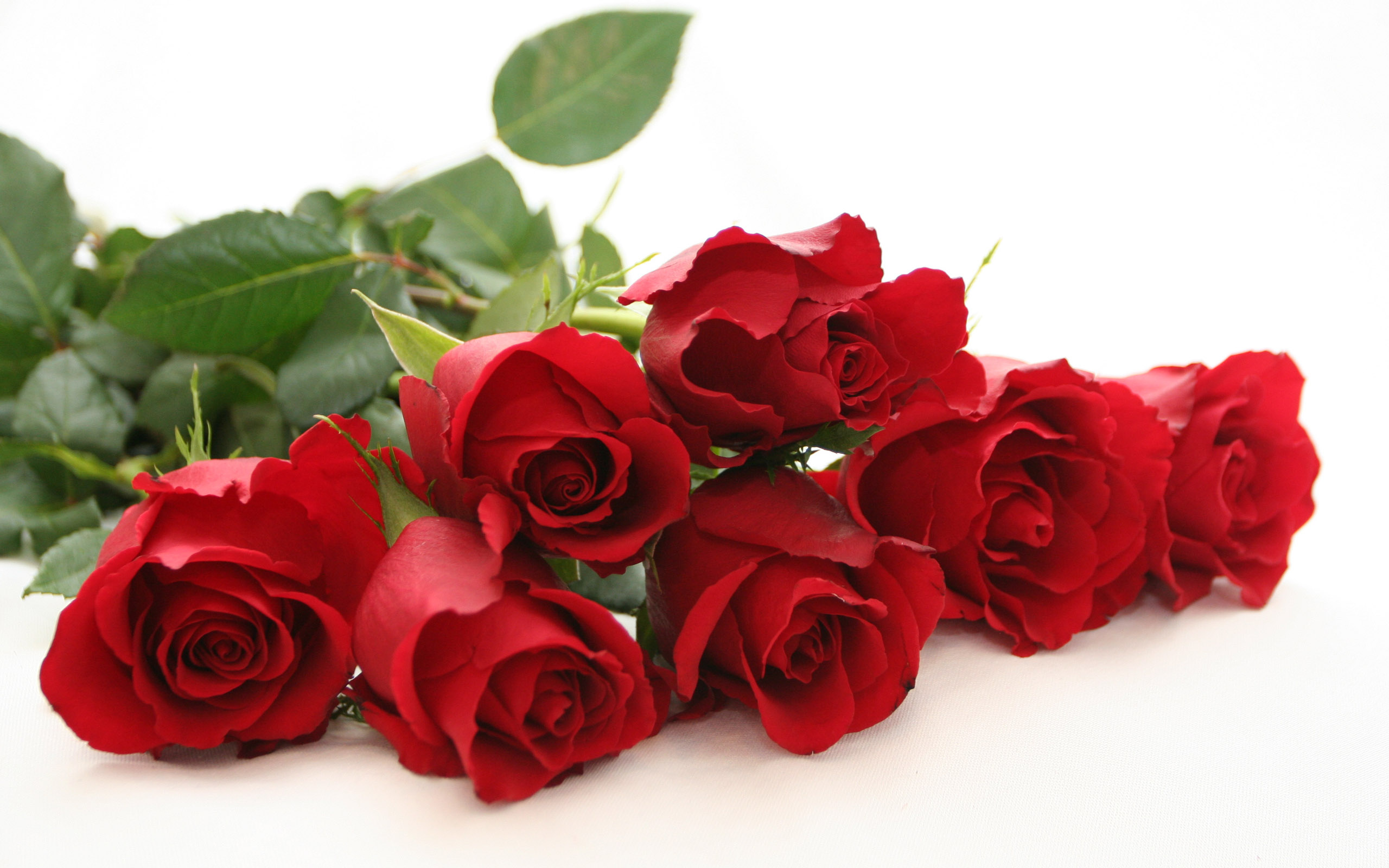 Red Rose Flower Wallpapers