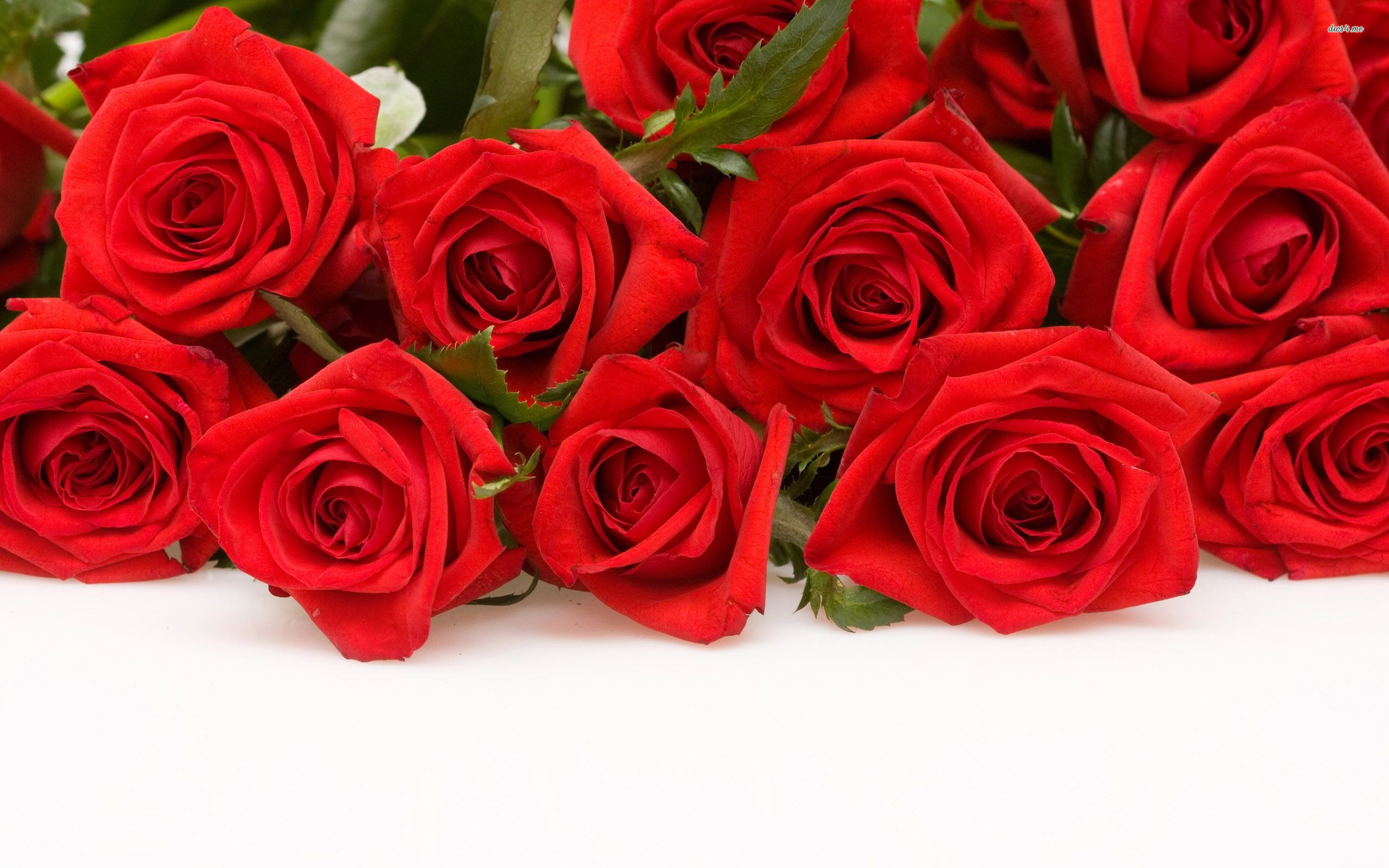 Red Rose Flower Wallpapers