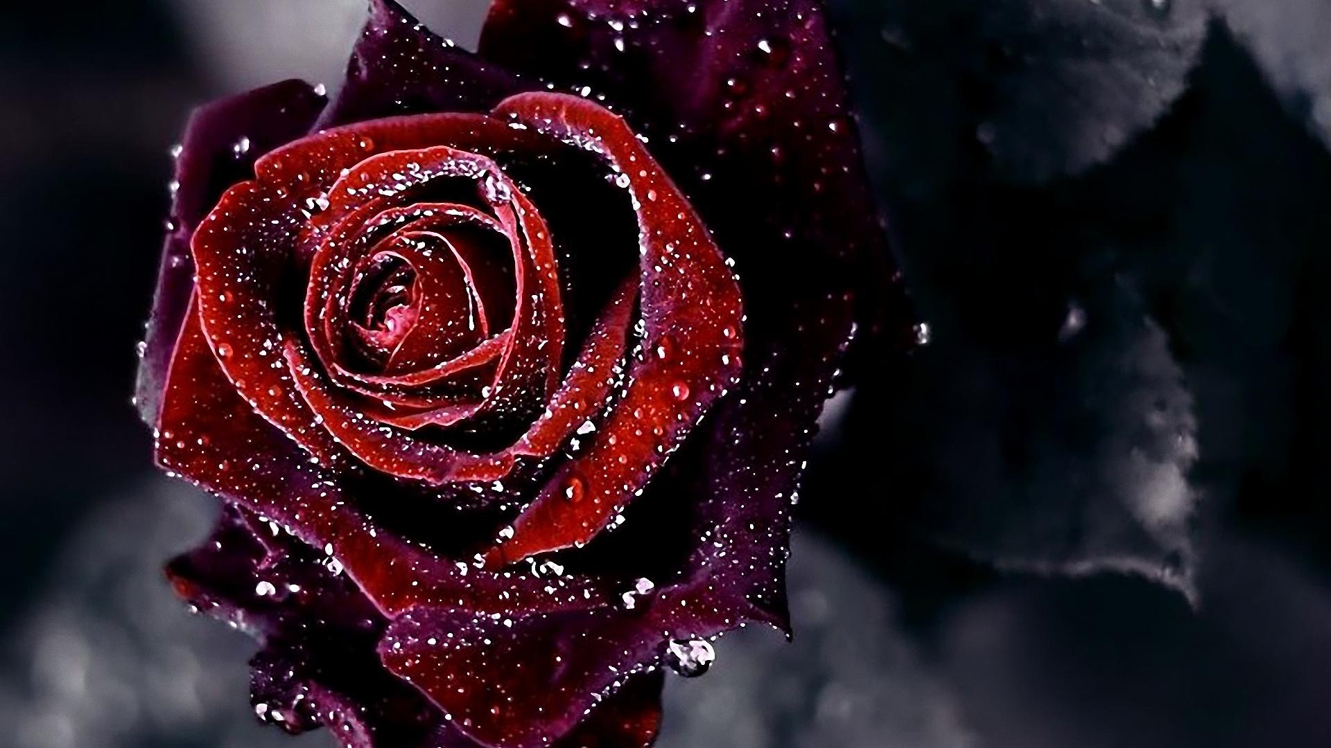 Red Rose Flower Wallpapers