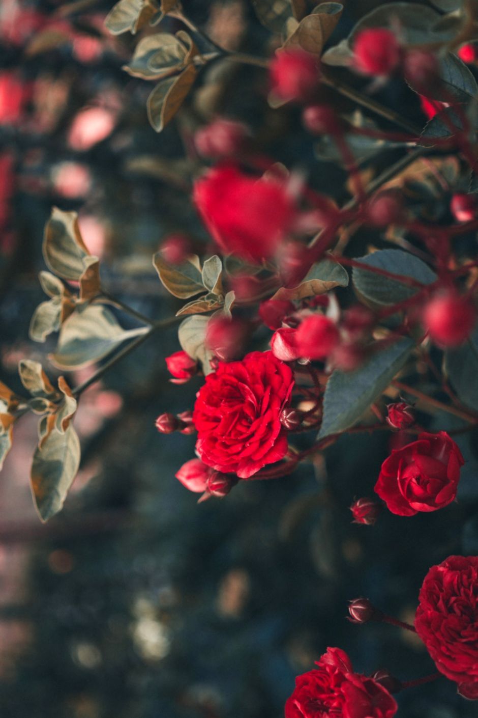 Red Rose Flower Wallpapers