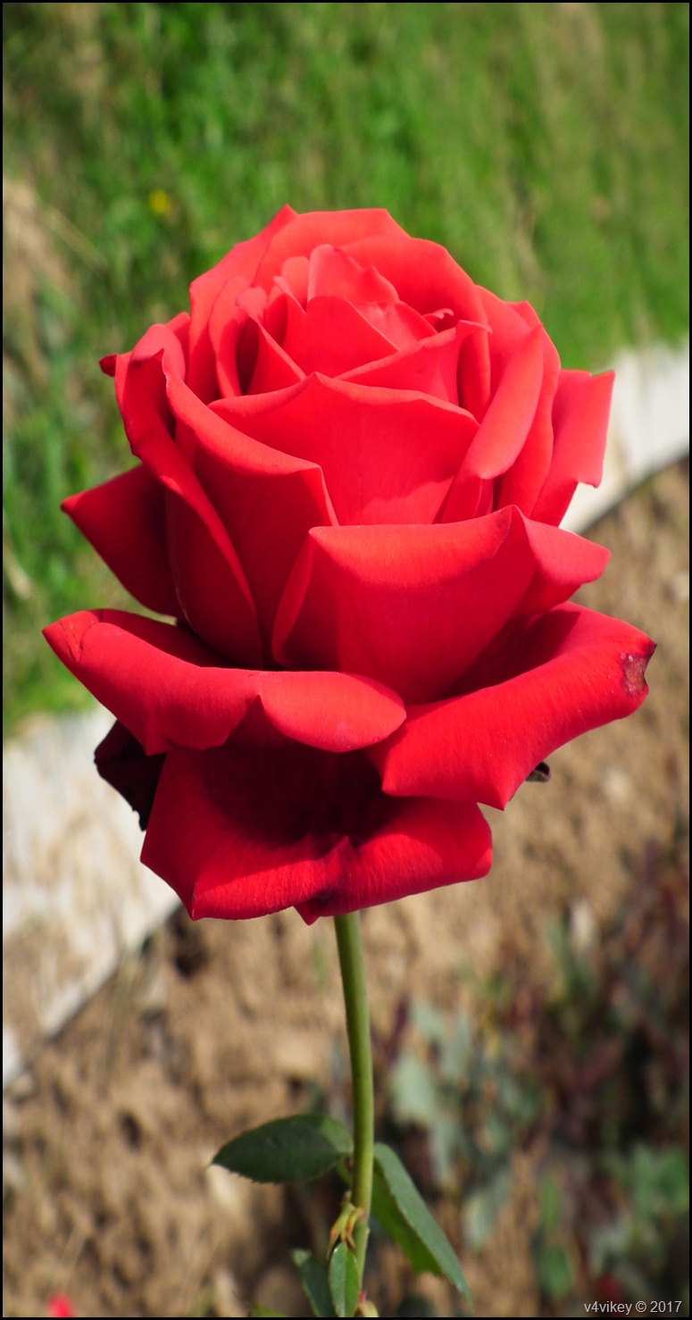 Red Rose Flower Wallpapers