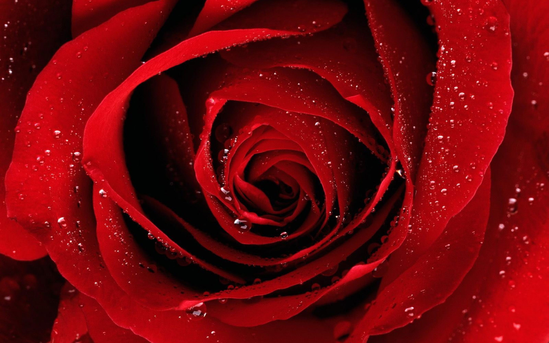 Red Rose Flower Wallpapers