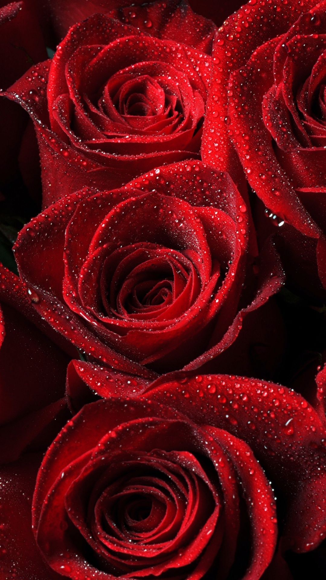 Red Rose Flower Wallpapers