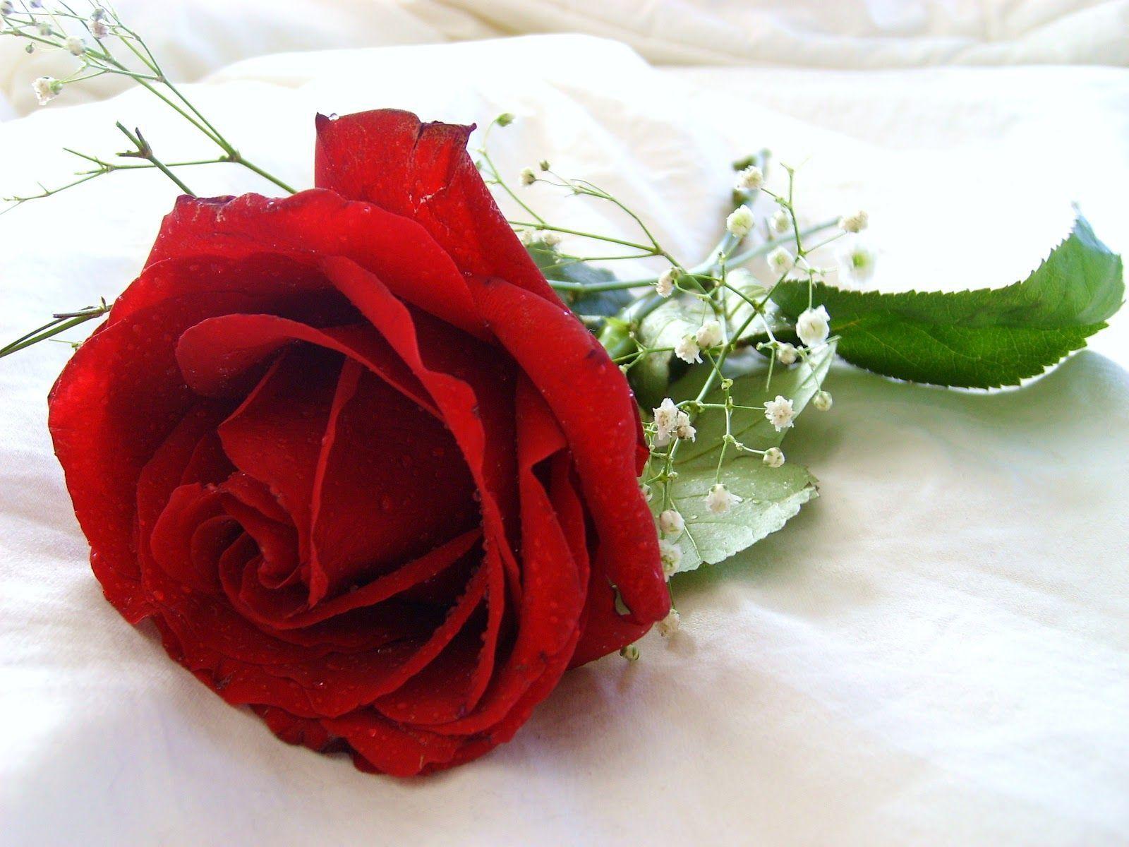 Red Rose Flower Wallpapers