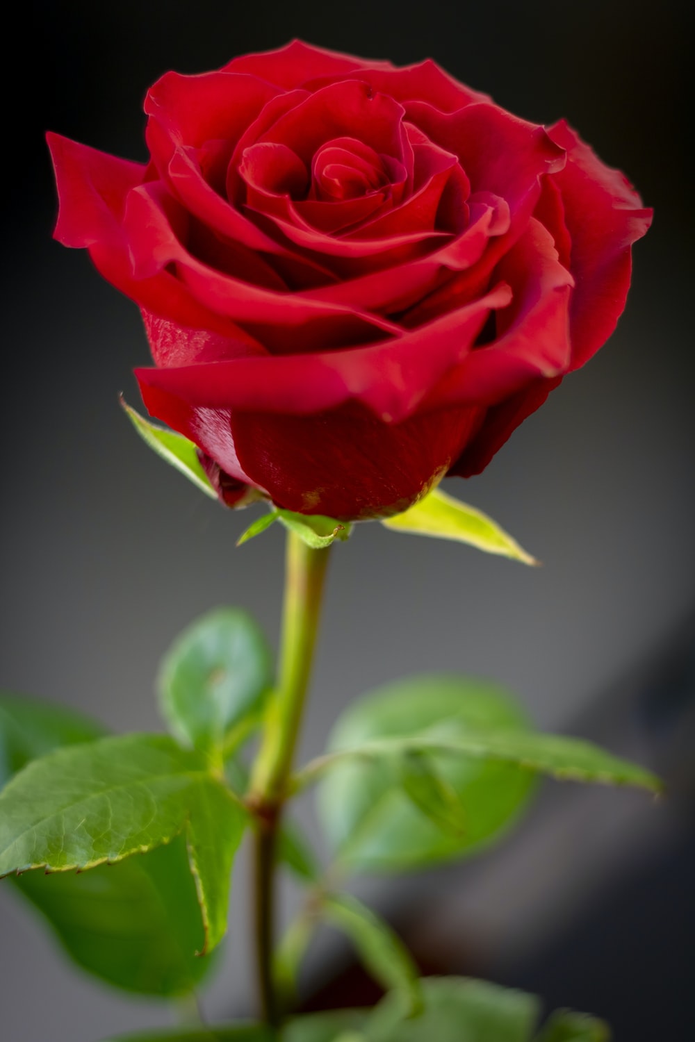 Red Rose Hd Wallpapers