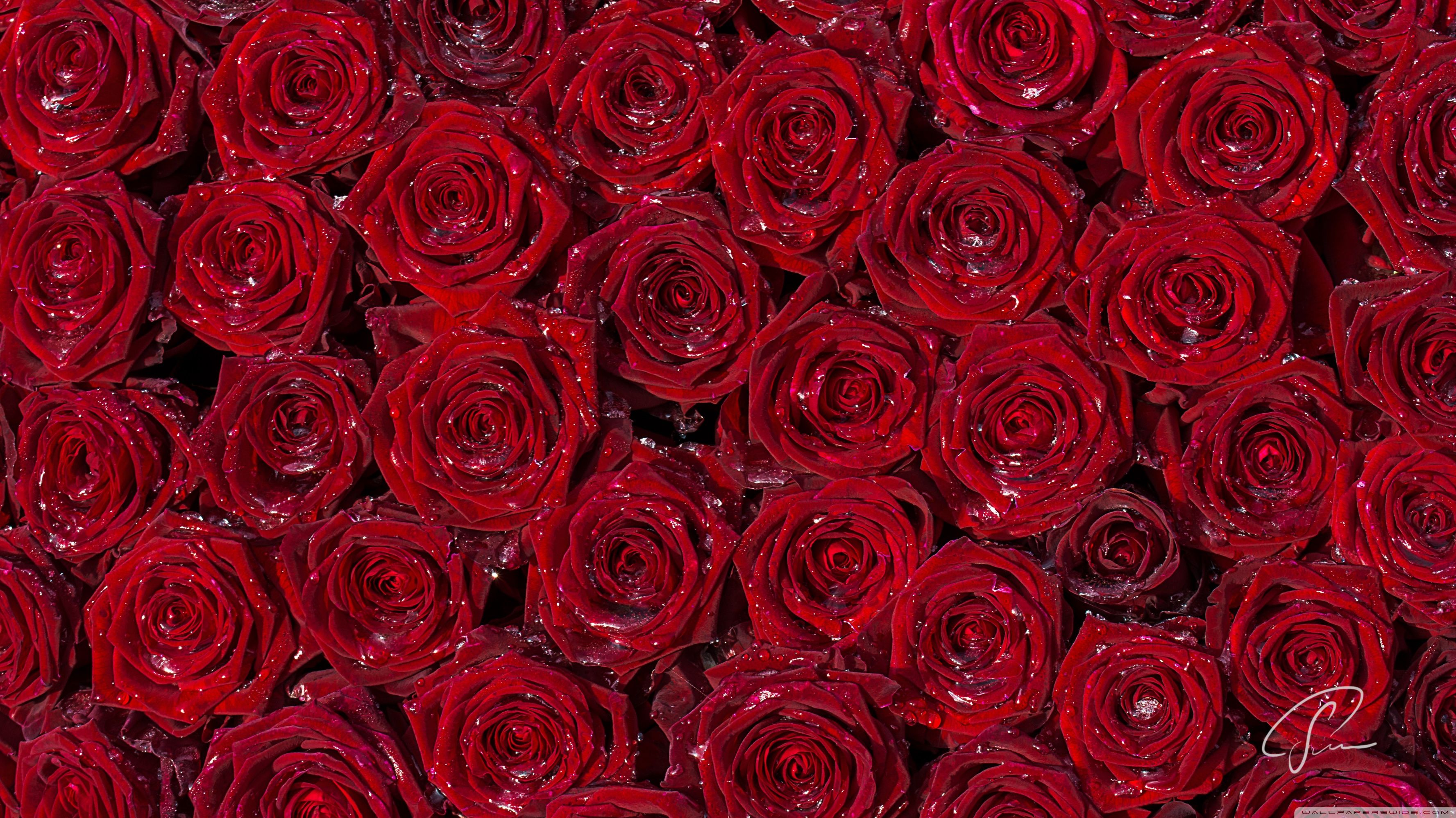 Red Rose Hd Wallpapers