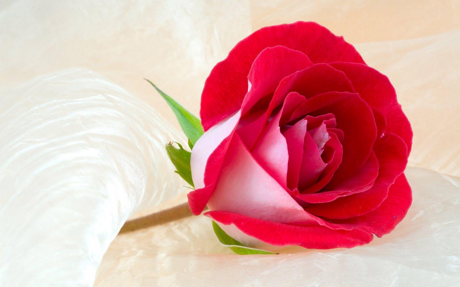 Red Rose Love Wallpapers