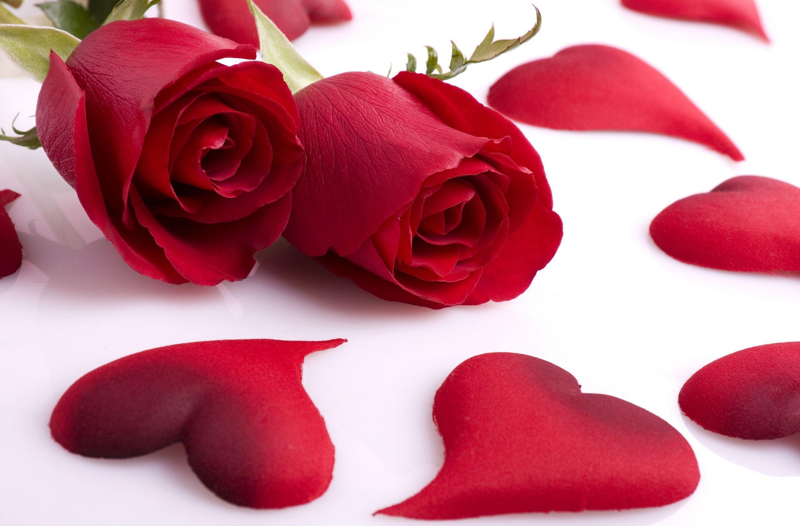 Red Rose Love Wallpapers