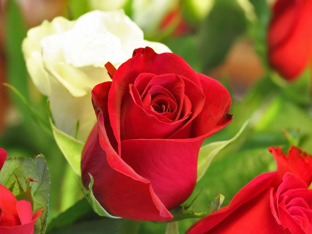 Red Rose Love Wallpapers