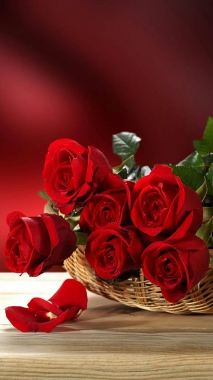 Red Rose Love Wallpapers