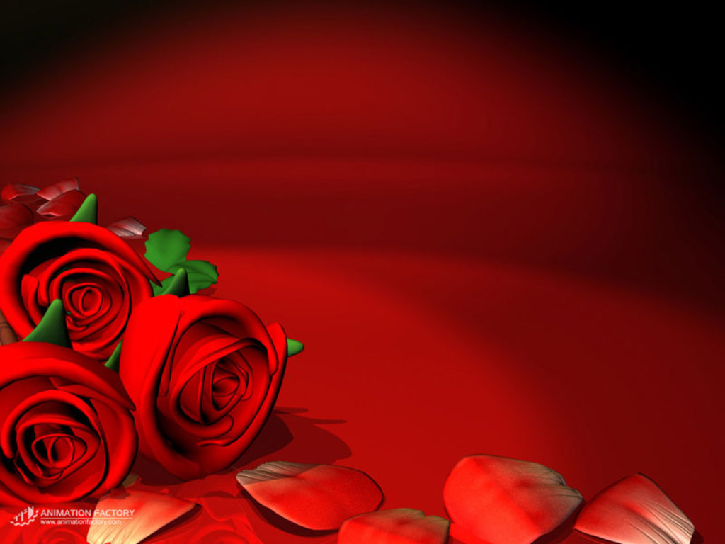 Red Rose Love Wallpapers