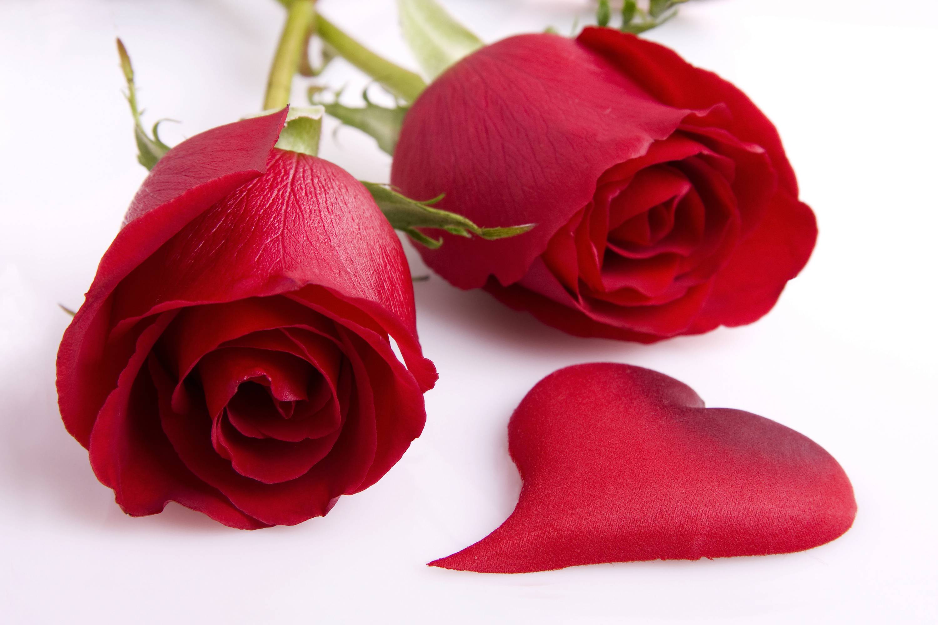 Red Rose Love Wallpapers