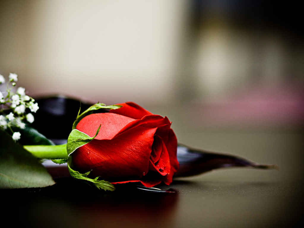 Red Rose Love Wallpapers