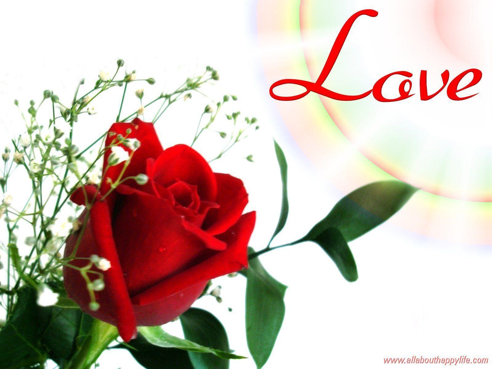 Red Rose Love Wallpapers