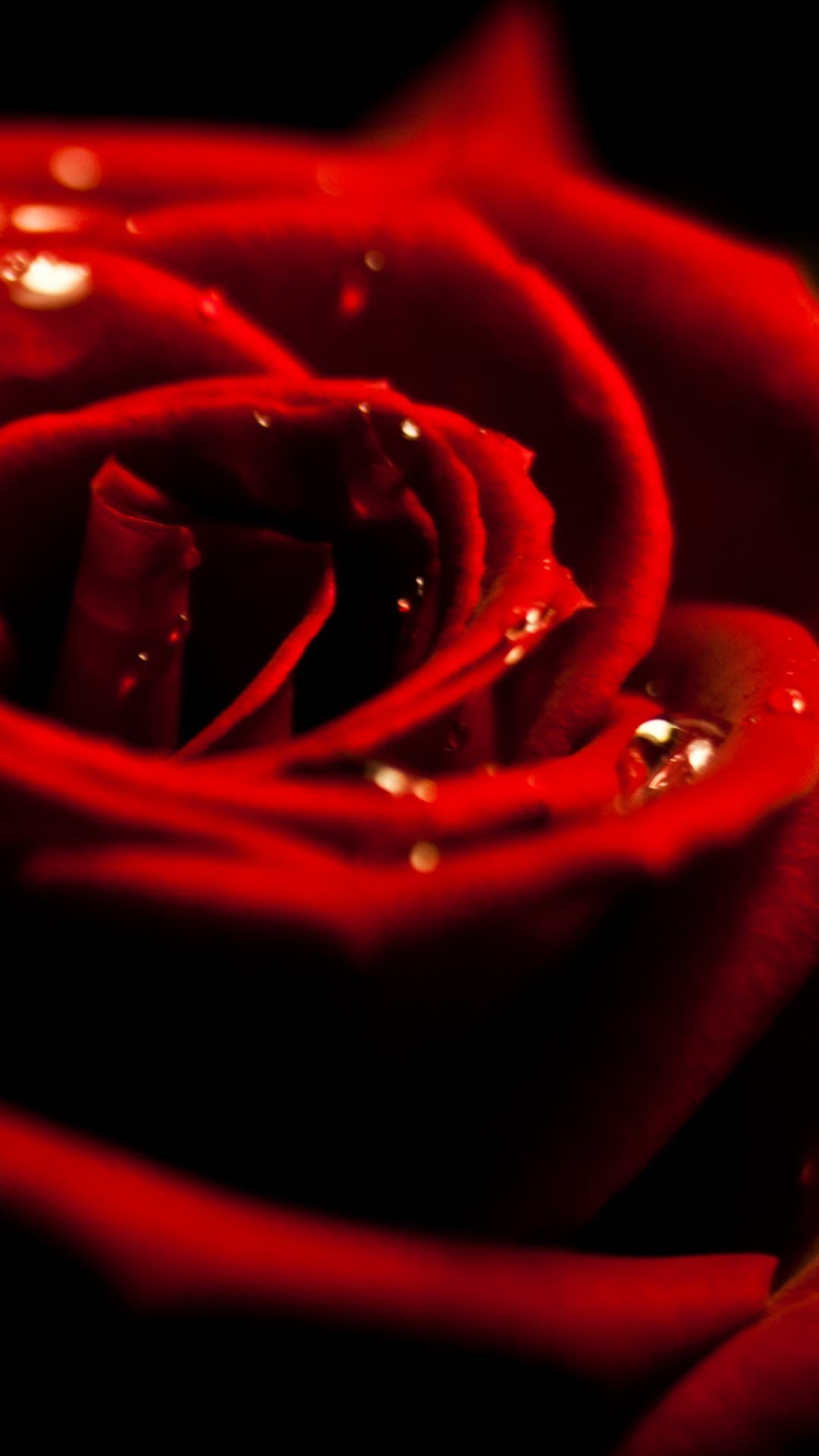 Red Rose Phone Wallpapers