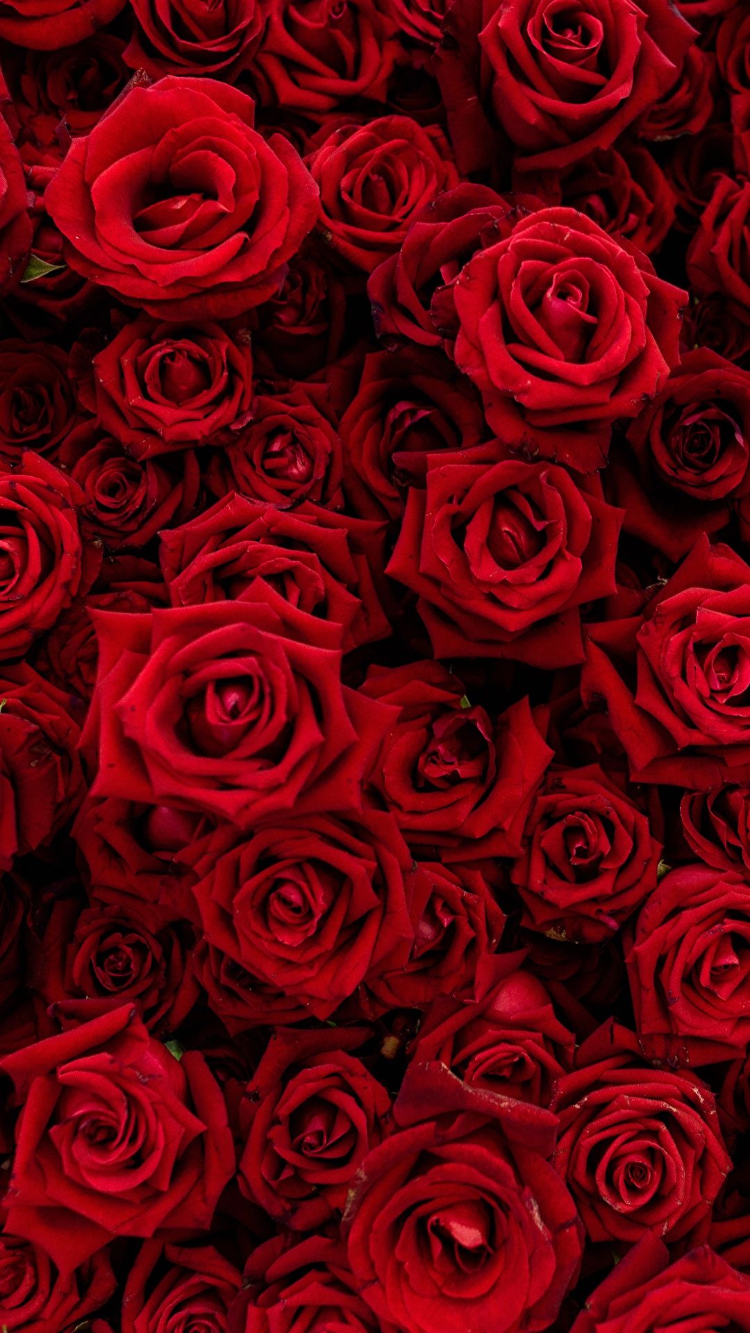 Red Rose Phone Wallpapers