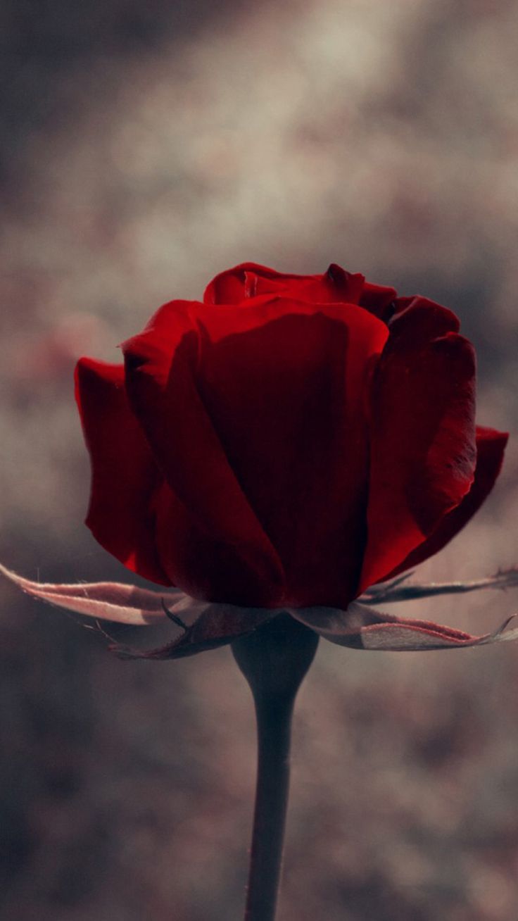 Red Rose Vintage Wallpapers