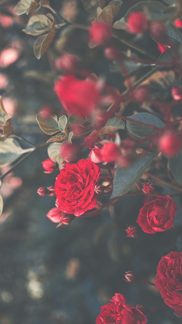 Red Roses Wallpapers