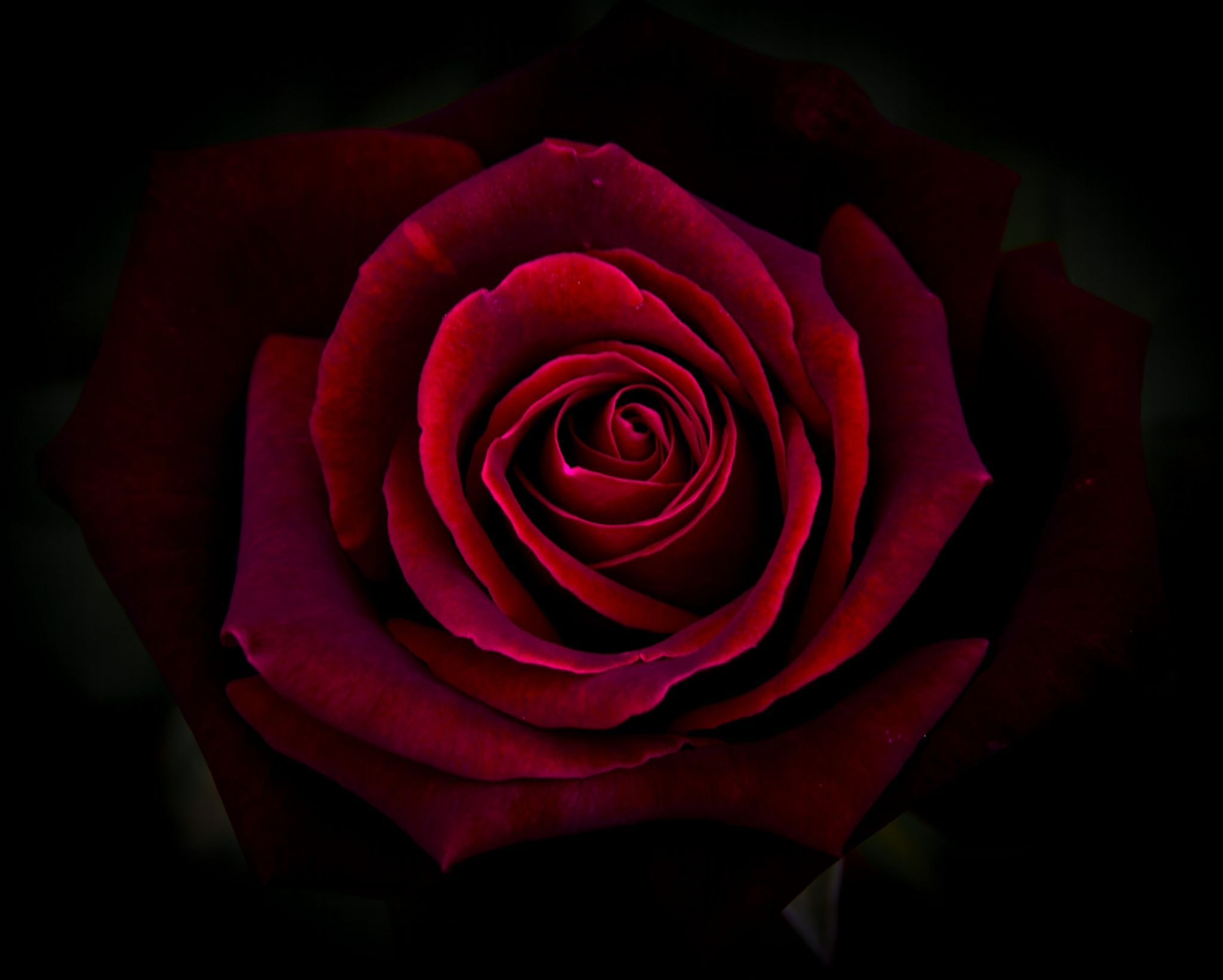 Red Roses Art Wallpapers