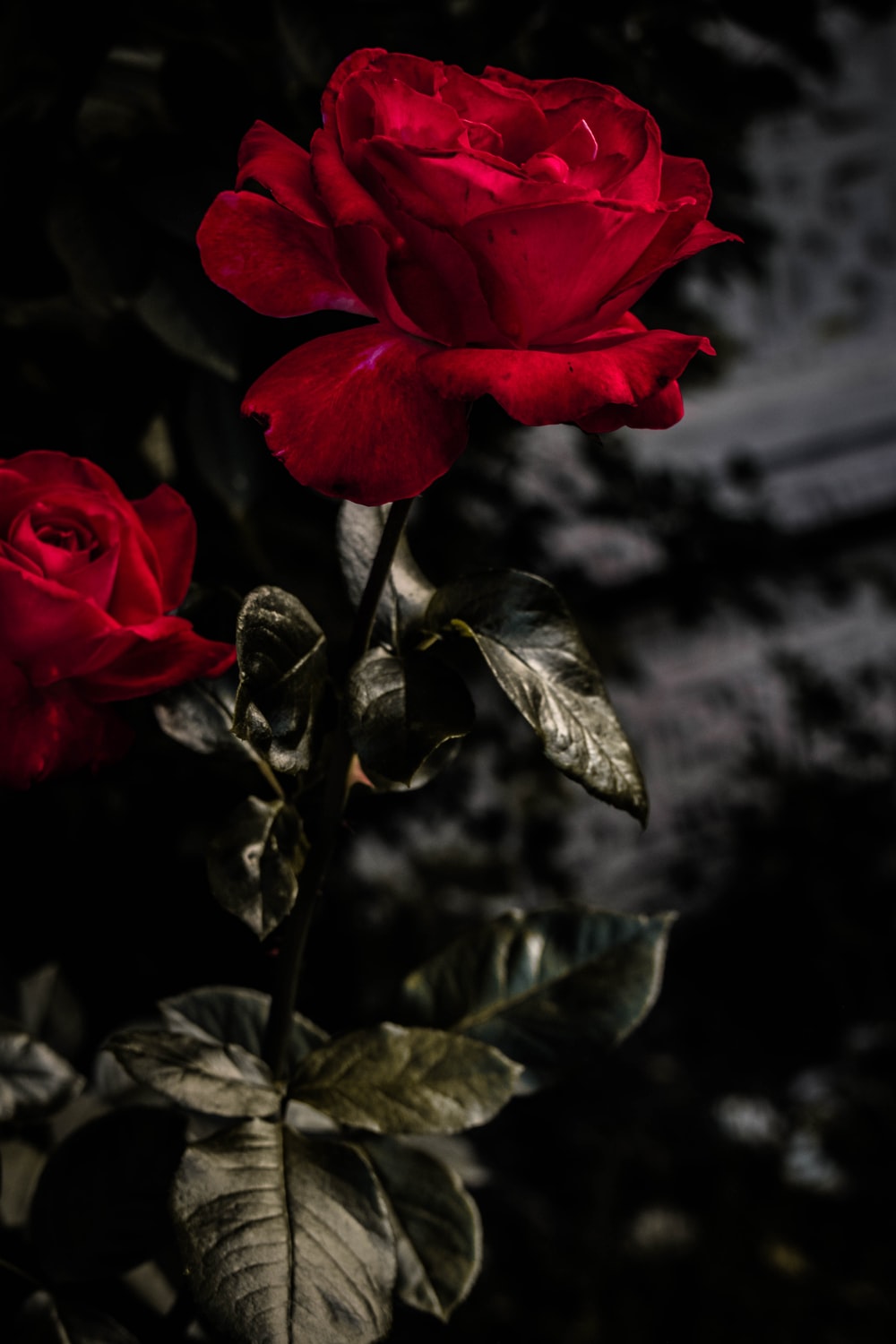 Red Roses Art Wallpapers