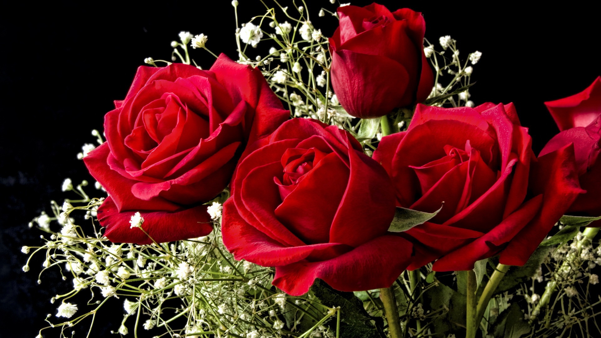 Red Roses Hd Wallpapers