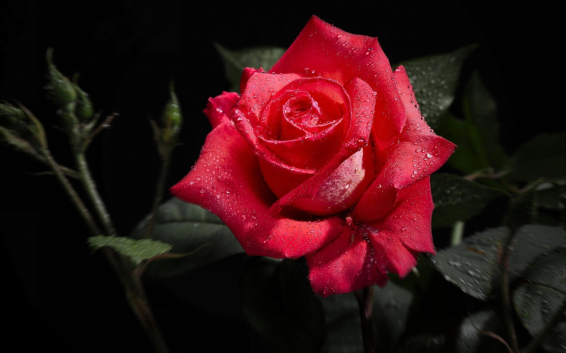 Red Roses Hd Wallpapers