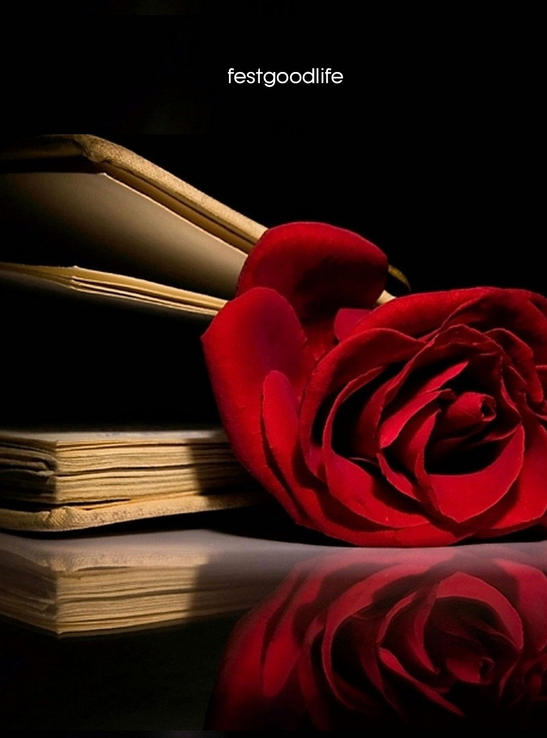 Red Roses Hd Wallpapers