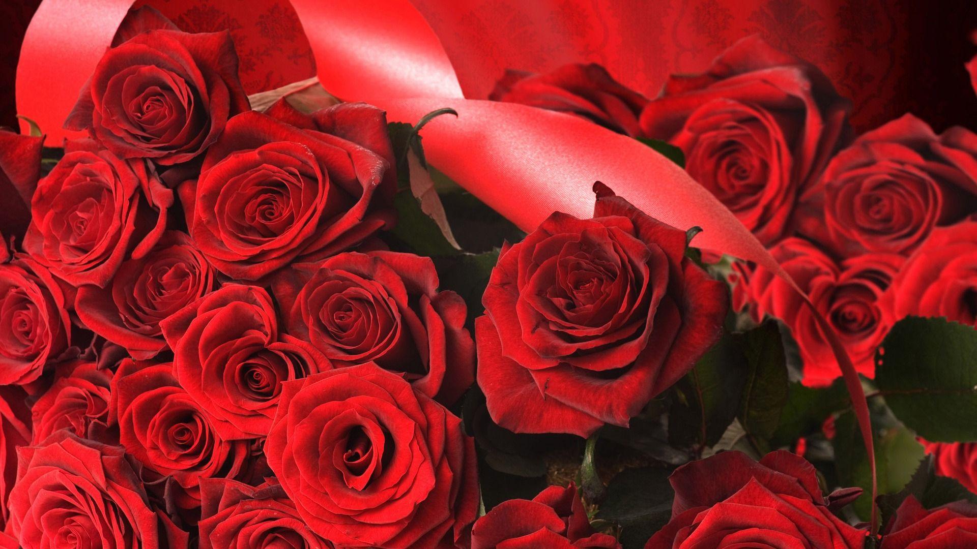 Red Roses Hd Wallpapers