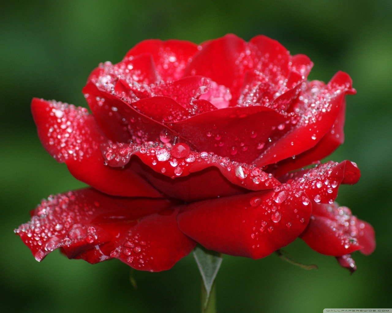 Red Roses Hd Wallpapers