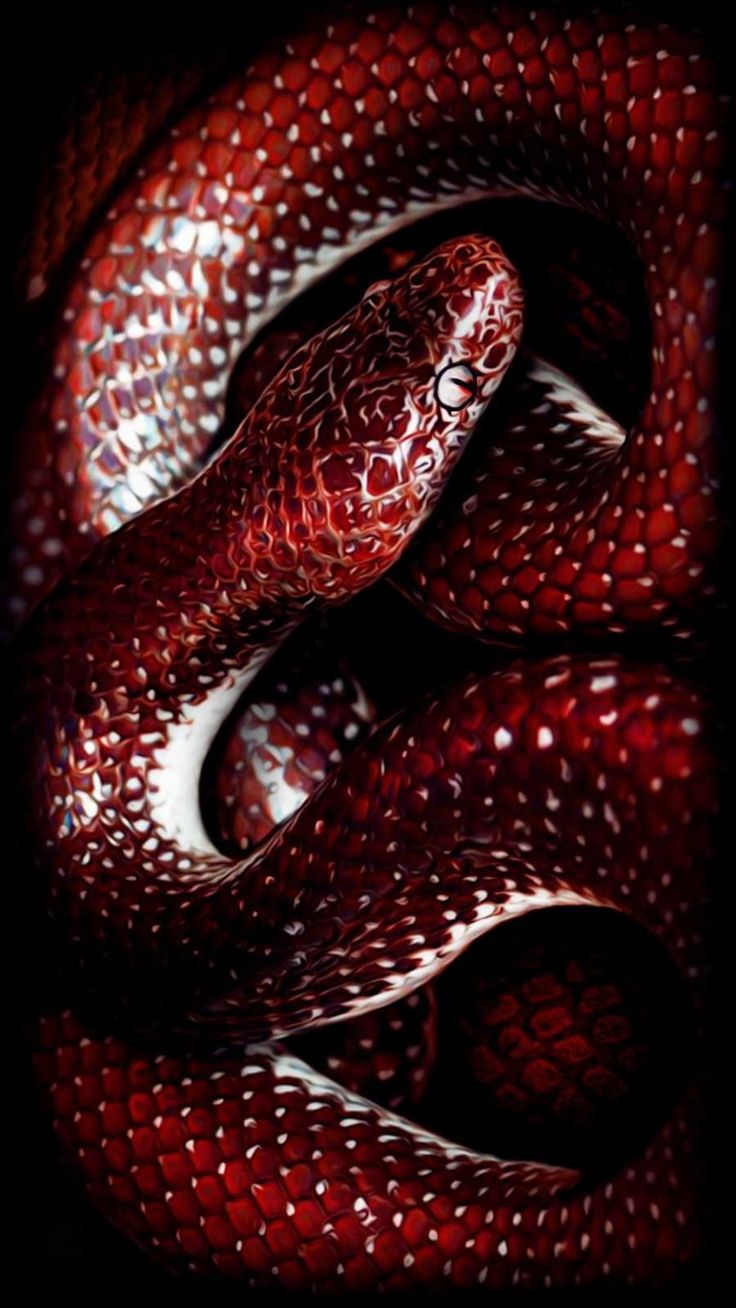 Red Snake Aesthetics Wallpapers